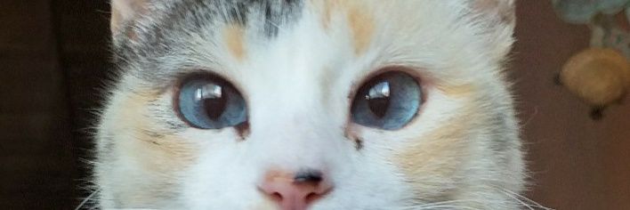 _silv3rlining's profile banner image