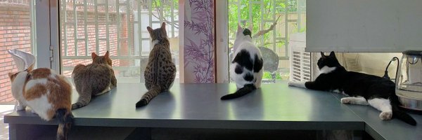 hoomanofallcats Profile Banner