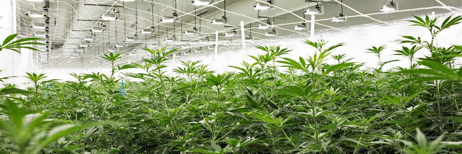 curiowellness banner