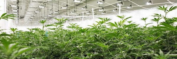 curiowellness Profile Banner