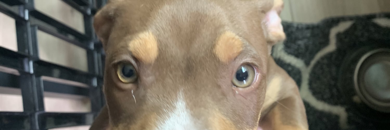calvescraig's profile banner image
