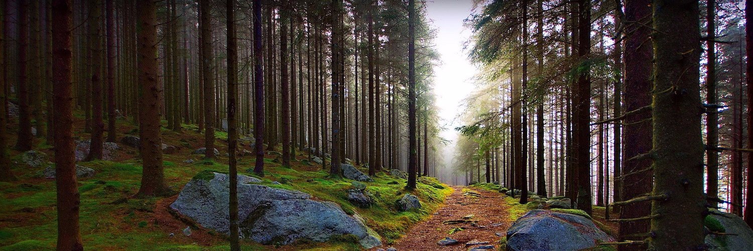theleafwood's profile banner image