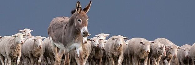 Sacerdos in æternum ✪'s banner