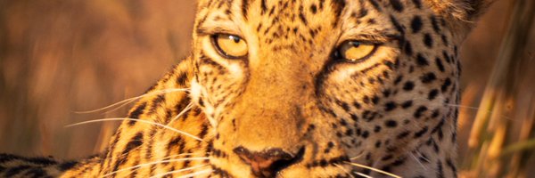 markstrathmore Profile Banner