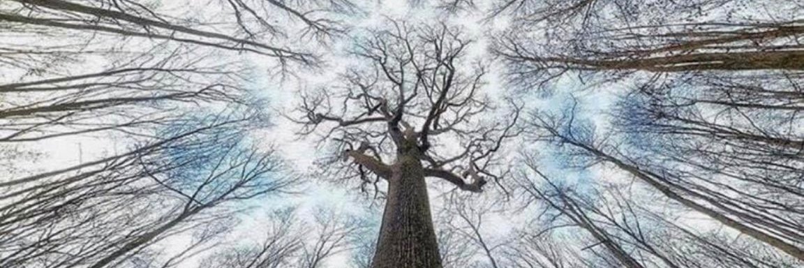 raymond le moign banner