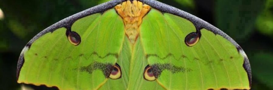 Gee Reeeeeeeeeee banner