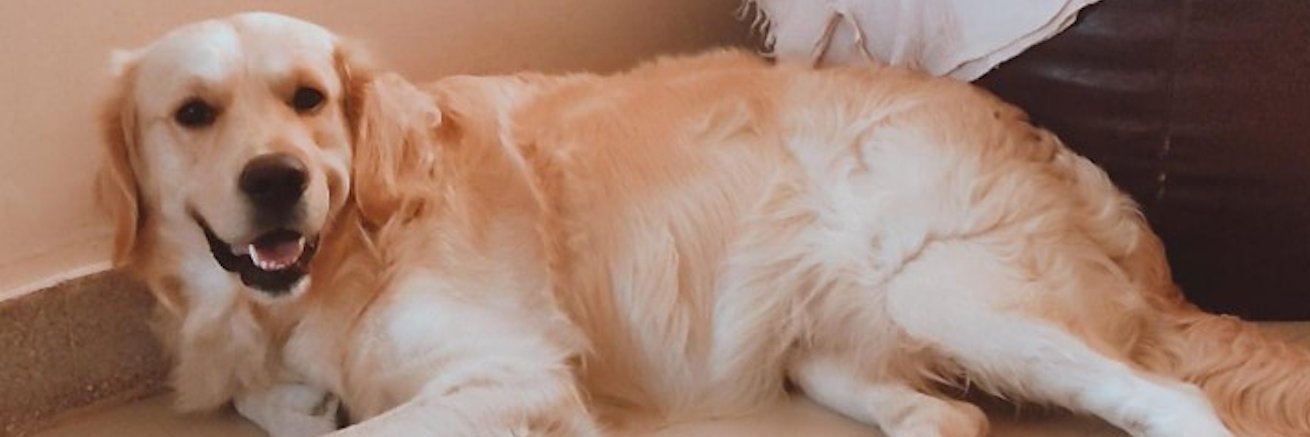SebastianSKJ's profile banner image