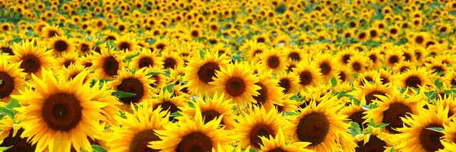 Neil F. Carlson banner