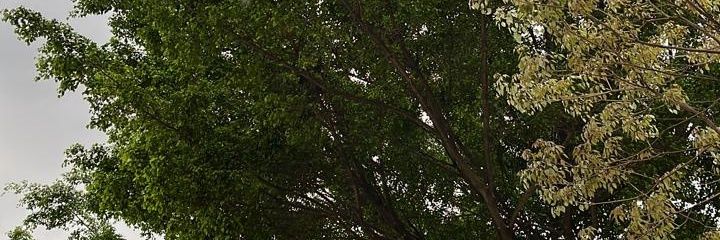 mlkindazl's profile banner image