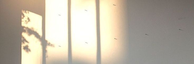 Elian. banner