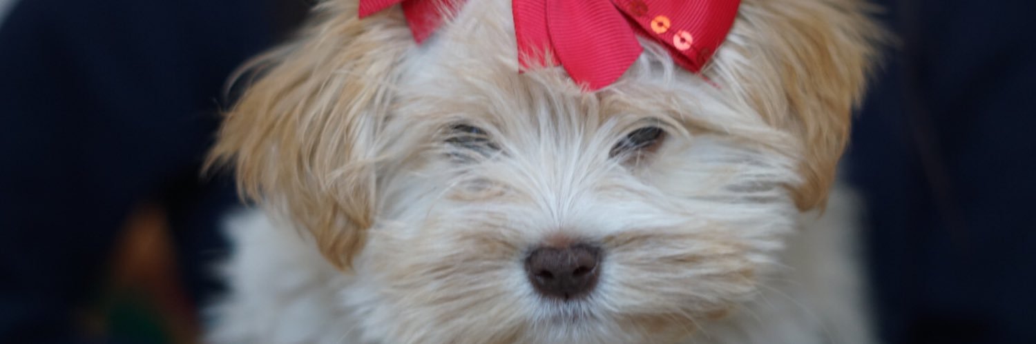 viaisabelle's profile banner image