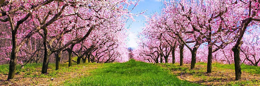 The Angry Monkey banner