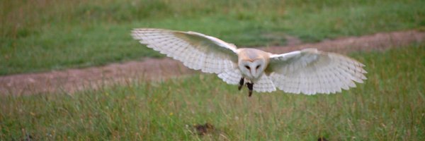 Nethergill Profile Banner