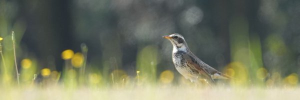 chibiko_todo Profile Banner