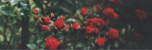 RedHippo___'s profile banner image