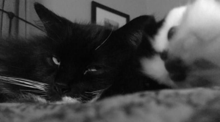 𝗚𝗘𝗢. banner