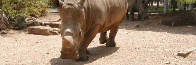 Felix Windevoxchel banner