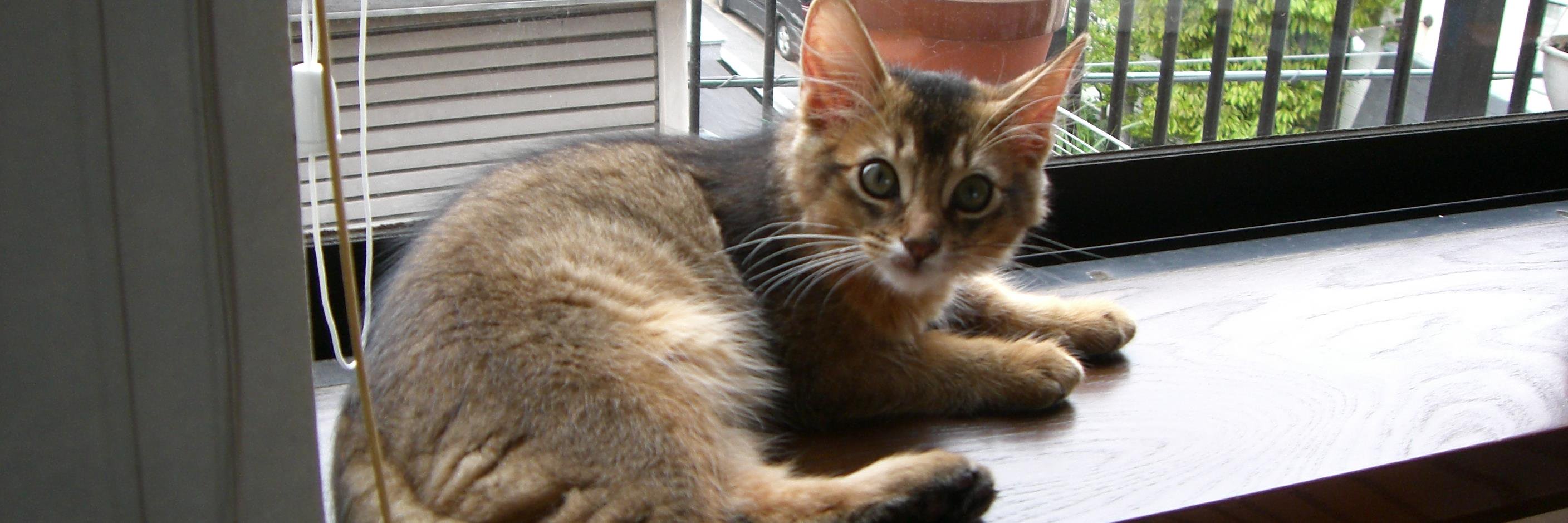 rudykitty's profile banner image