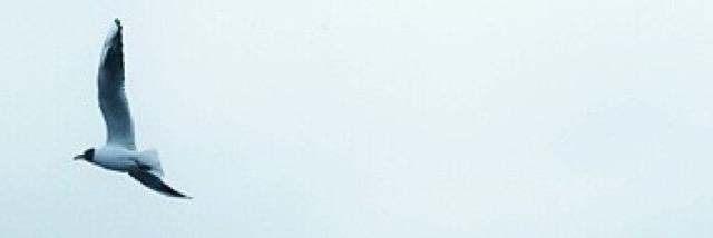 naifoun's profile banner image