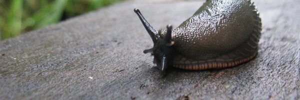 faceyrj Profile Banner