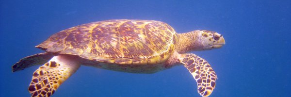 turtlegirl_TT Profile Banner