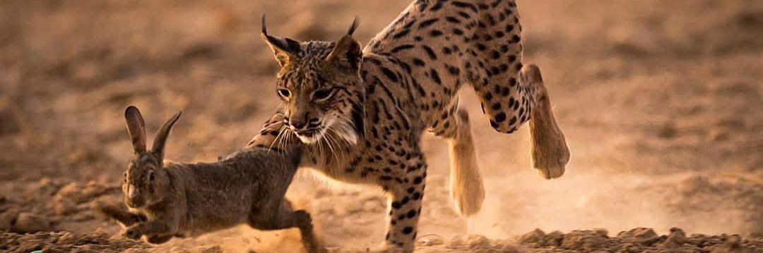 Francisco Romero I WildLife Photographer banner