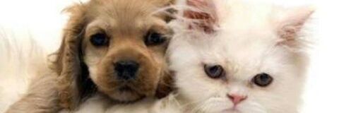 TvAdrya's profile banner image
