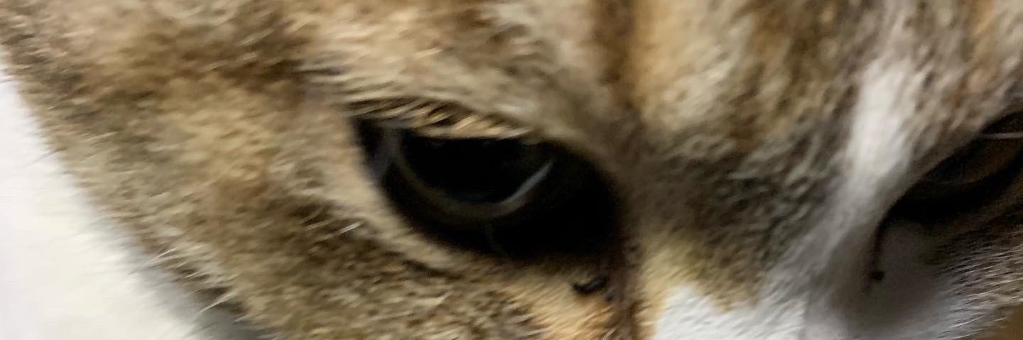 かあくん1030 #お花畑にいる女 banner