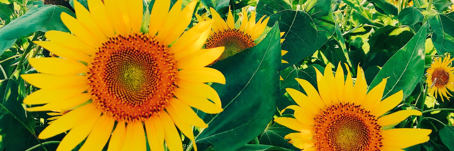 kwmrnrn's profile banner image