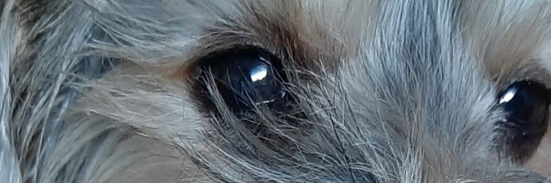 pawsanchezz's profile banner image