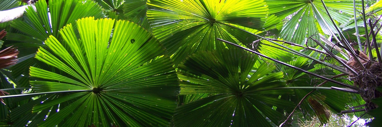 JA Rⱥmírez-Valiente banner