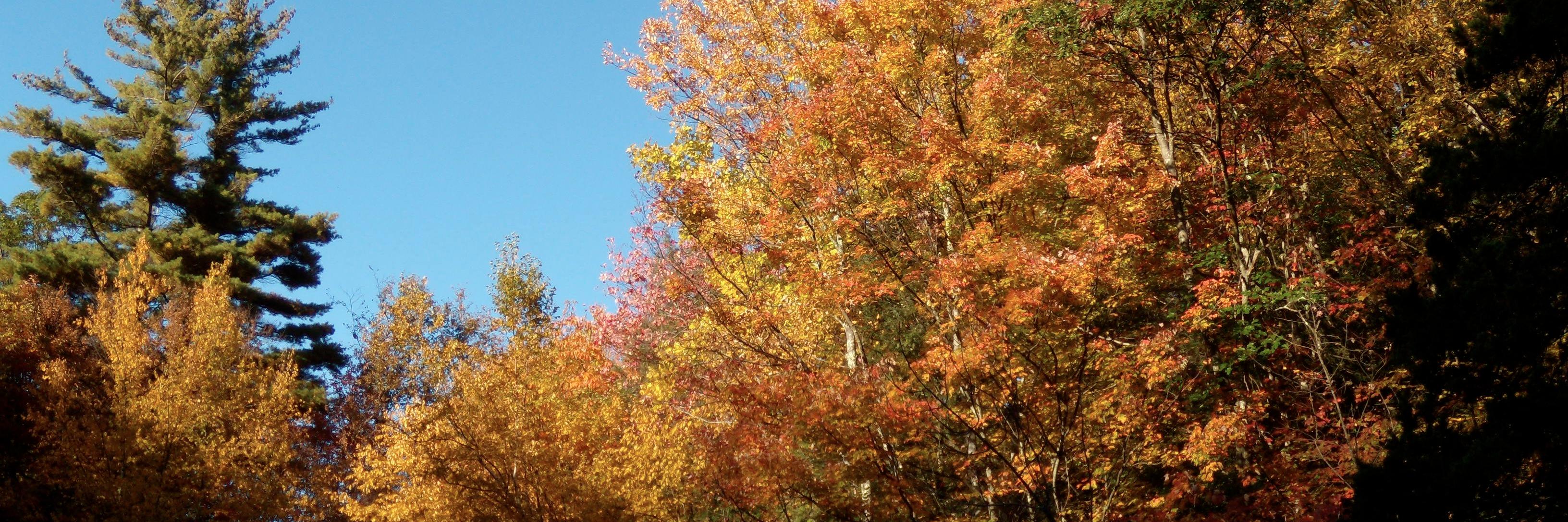 MattLammens's profile banner image