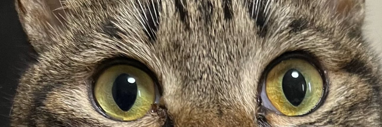 多幸🐈プロフ見てね🐈‍⬛固定ポストは拡散希望🐾 banner