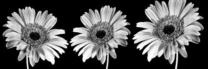 wanitarasapel's profile banner image