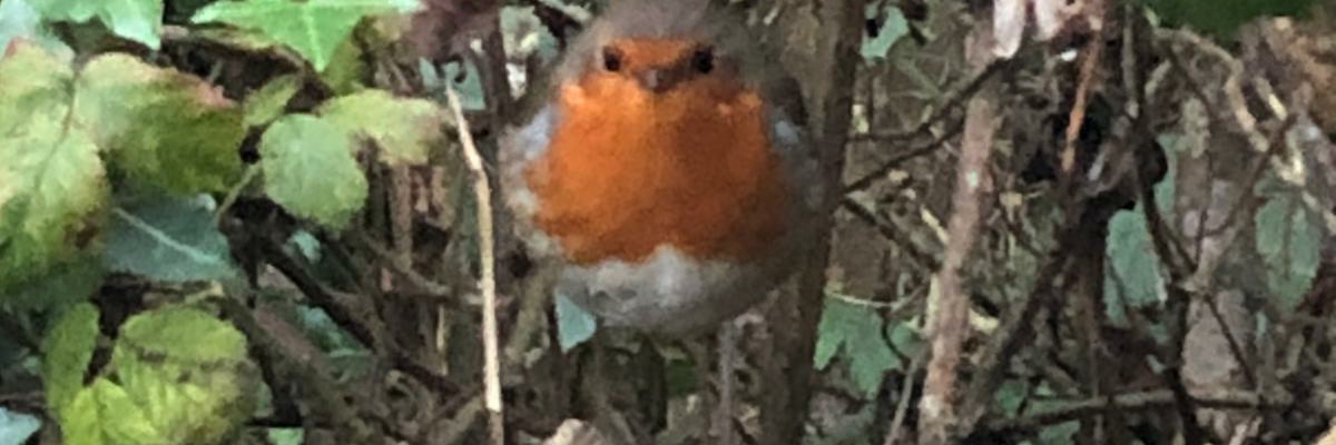 Patrick Coogan banner