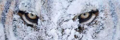 imnotfeno's profile banner image