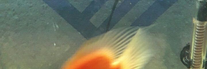 DespachoASFCSC's profile banner image