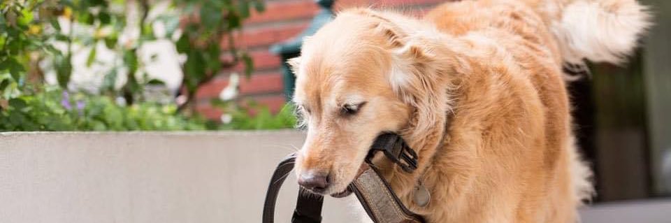 ANM' Chiens Guides banner