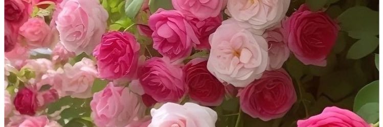 kazu_ht's profile banner image