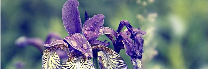 NotHermes's profile banner image
