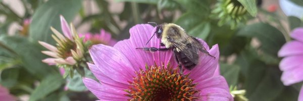 VernaRawls Profile Banner