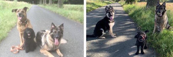 Shepherddog1970 Profile Banner