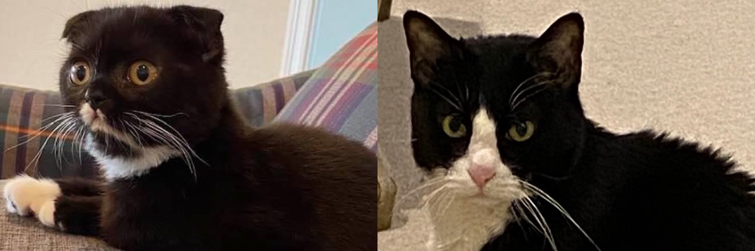 チョコ&かーさん、たまにmono banner