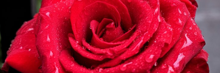 truman916's profile banner image