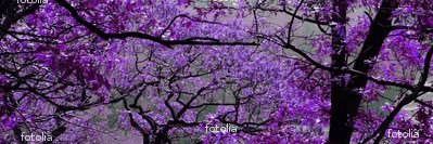 PamelaAthena's profile banner image