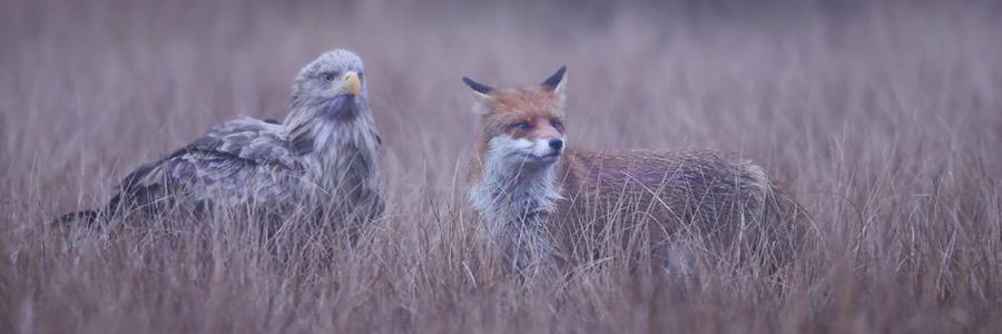 Frankie B. ® banner