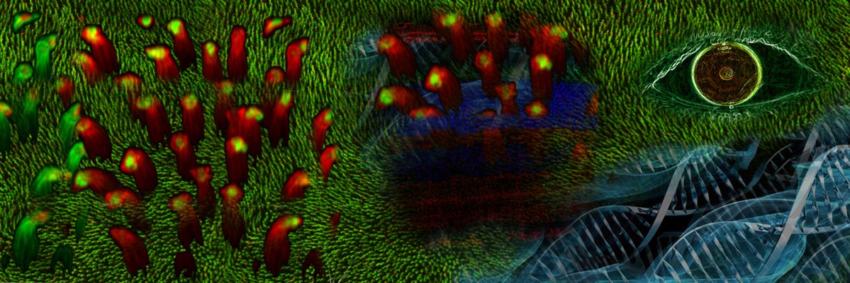 Punzo Lab banner