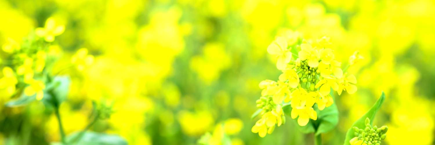 にゃんと特価品 🐈 banner