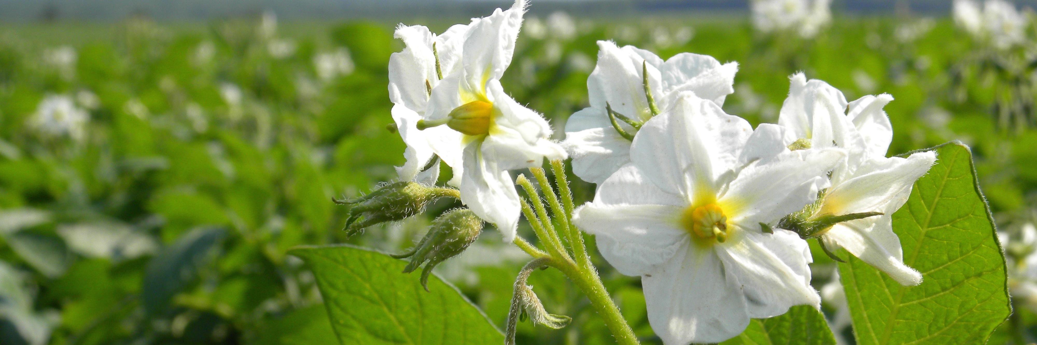 A Farmer banner