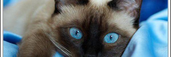 K_Pretty_Cats's profile banner image
